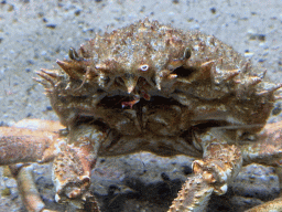 Crab at the Aquarium of the Antwerp Zoo