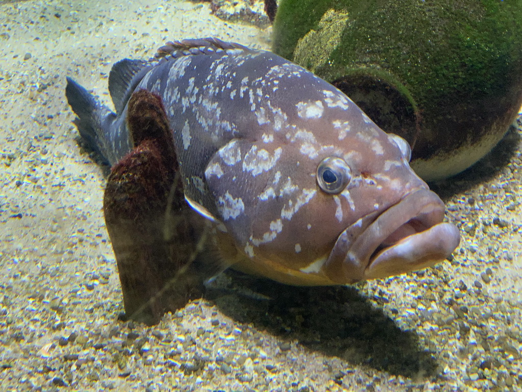 Fish at the Aquarium of the Antwerp Zoo