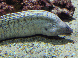Moray Eel at the Aquarium of the Antwerp Zoo