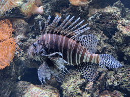 Lionfish at the Aquarium of the Antwerp Zoo