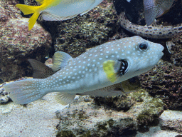 Pufferfish and other fishes at the Aquarium of the Antwerp Zoo