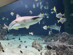 Sharks and other fishes at the Aquarium of the Antwerp Zoo