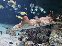 Shark and other fishes at the Aquarium of the Antwerp Zoo