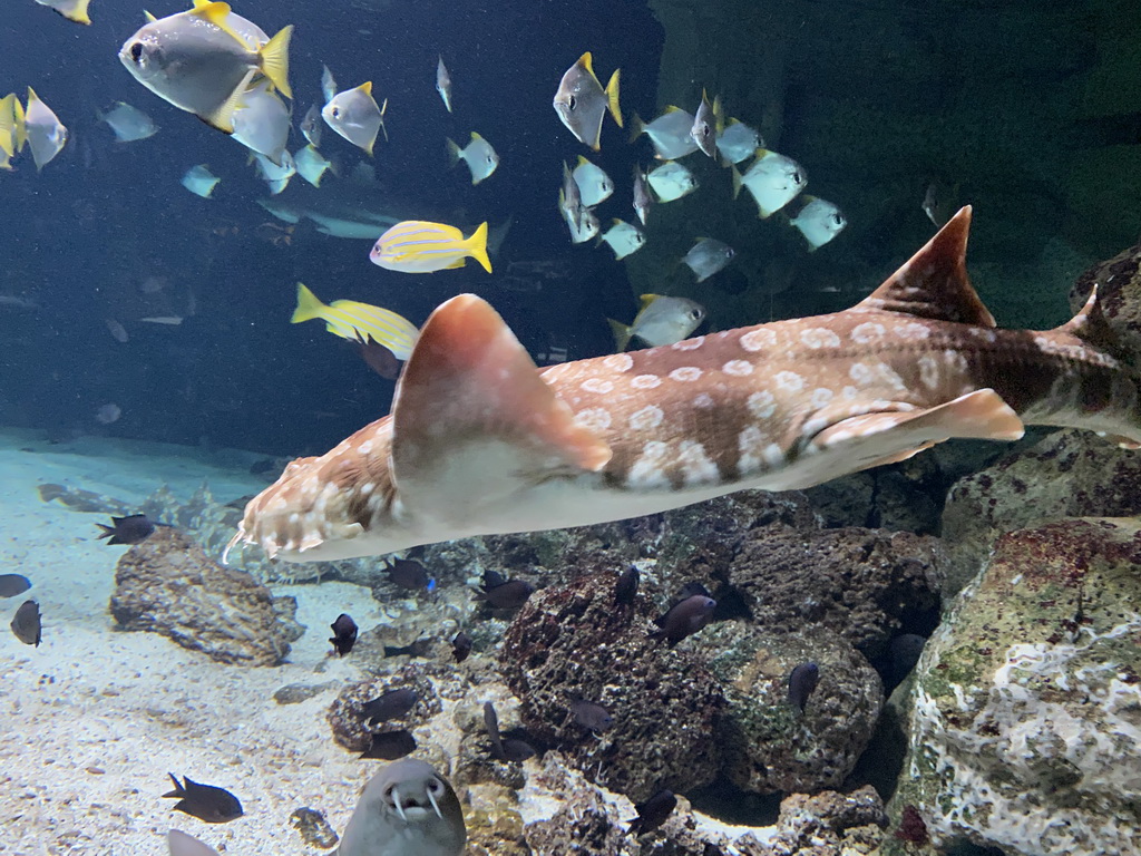 Shark and other fishes at the Aquarium of the Antwerp Zoo