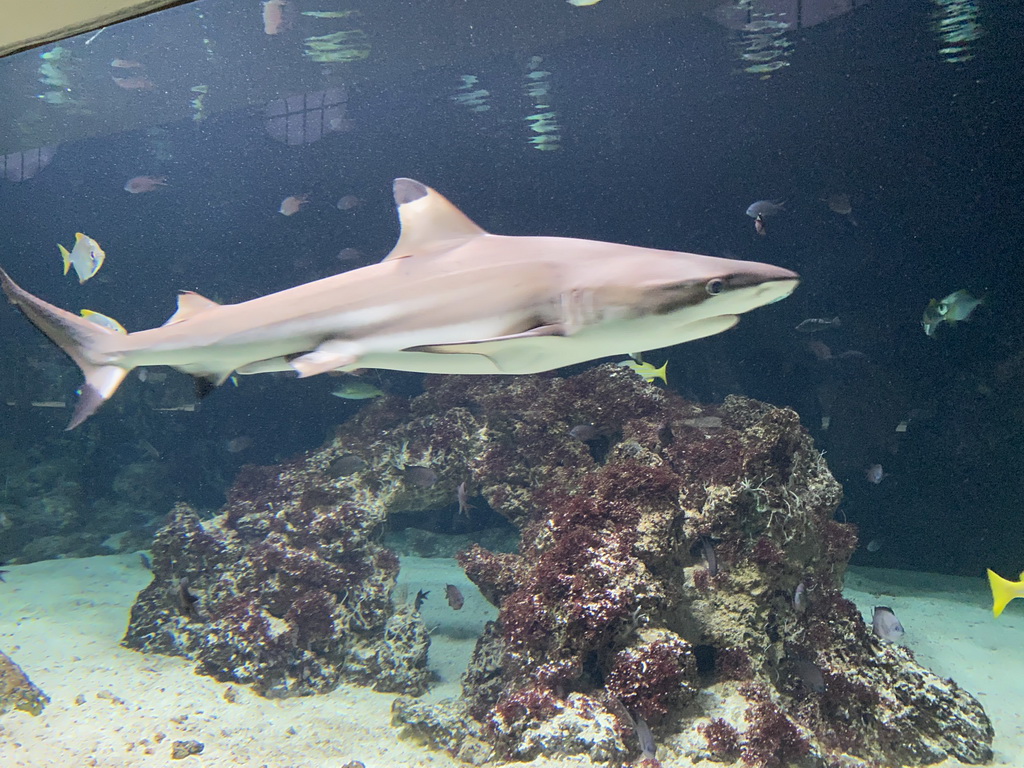 Shark and other fishes at the Aquarium of the Antwerp Zoo