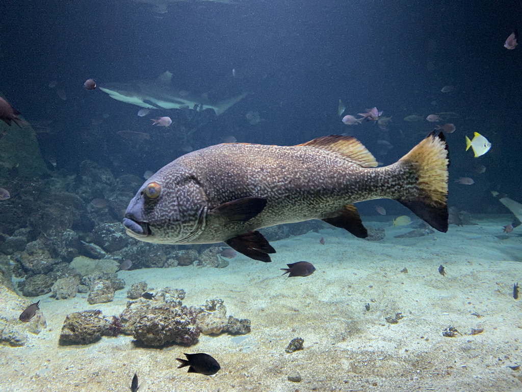 Shark and other fishes at the Aquarium of the Antwerp Zoo