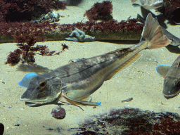 Fishes and starfish at the Aquarium of the Antwerp Zoo