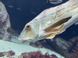 Fishes at the Aquarium of the Antwerp Zoo