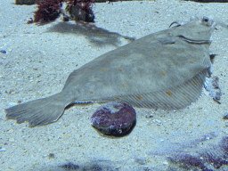 Fish at the Aquarium of the Antwerp Zoo