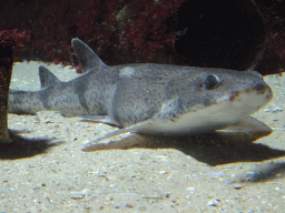 Shark at the Aquarium of the Antwerp Zoo