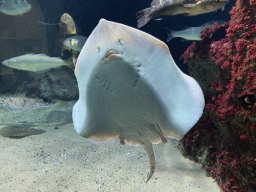 Stingray and other fishes at the Aquarium of the Antwerp Zoo