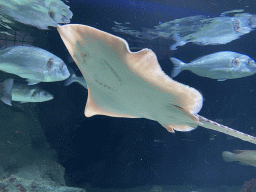 Stingray and other fishes at the Aquarium of the Antwerp Zoo