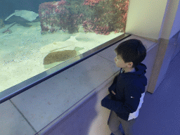 Max looking at Stingrays at the Aquarium of the Antwerp Zoo