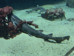 Sharks at the Aquarium of the Antwerp Zoo