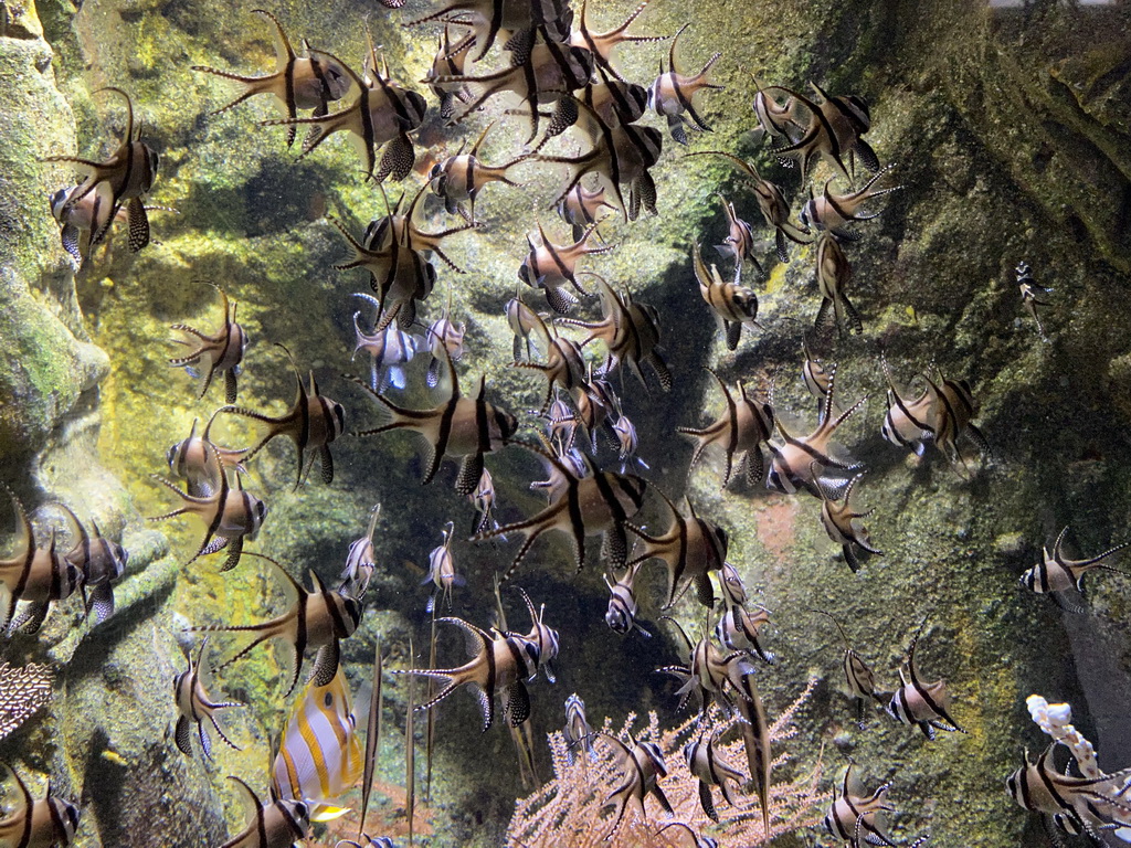 Banggai Cardinalfishes and Copperband Butterflyfish at the Aquarium of the Antwerp Zoo