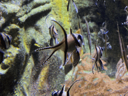 Banggai Cardinalfishes and Copperband Butterflyfish at the Aquarium of the Antwerp Zoo