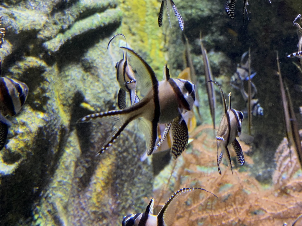 Banggai Cardinalfishes and Copperband Butterflyfish at the Aquarium of the Antwerp Zoo