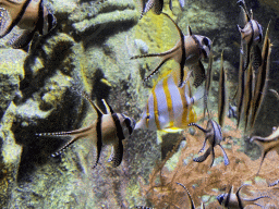 Banggai Cardinalfishes and Copperband Butterflyfish at the Aquarium of the Antwerp Zoo