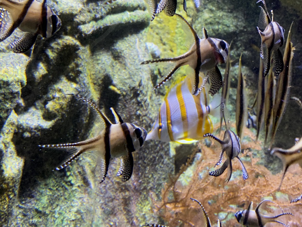 Banggai Cardinalfishes and Copperband Butterflyfish at the Aquarium of the Antwerp Zoo