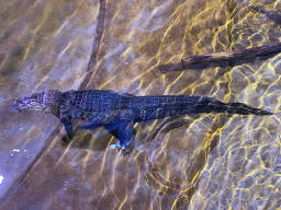 Spectacled Caiman at the Reptile House at the Antwerp Zoo