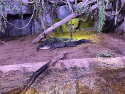 Spectacled Caimans at the Reptile House at the Antwerp Zoo