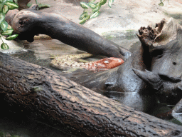 Lizard at the Reptile House at the Antwerp Zoo