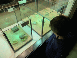 Max with Baby Turtle and Baby Lizards at the Reptile House at the Antwerp Zoo