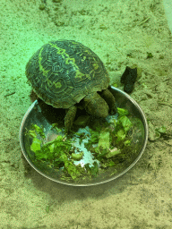 Baby Turtle eating at the Reptile House at the Antwerp Zoo