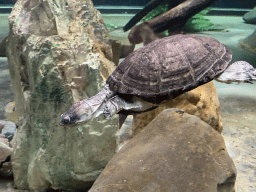 Turtle swimming at the Reptile House at the Antwerp Zoo