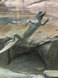 Lizard swimming at the Reptile House at the Antwerp Zoo