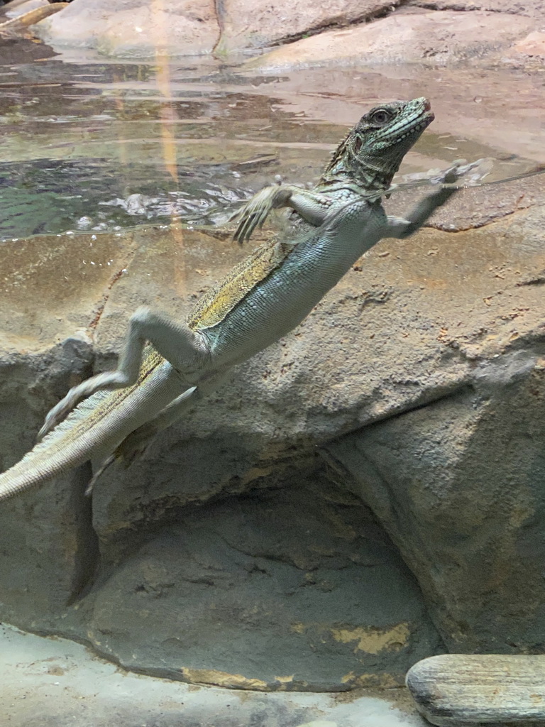 Lizard swimming at the Reptile House at the Antwerp Zoo