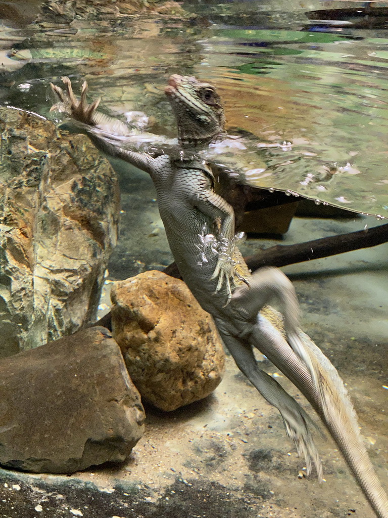 Lizard swimming at the Reptile House at the Antwerp Zoo