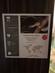 Explanation on the Madagascar Boa at the Reptile House at the Antwerp Zoo