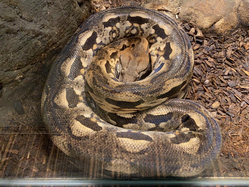 Madagascar Boa at the Reptile House at the Antwerp Zoo