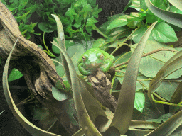 White-lipped Tree Frog at the Reptile House at the Antwerp Zoo