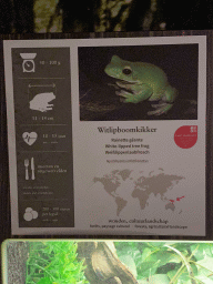Explanation on the White-lipped Tree Frog at the Reptile House at the Antwerp Zoo