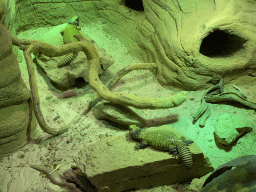 Moroccan Spiny-tailed Lizards at the Reptile House at the Antwerp Zoo