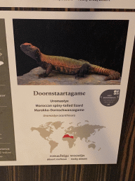 Explanation on the Moroccan Spiny-tailed Lizard at the Reptile House at the Antwerp Zoo