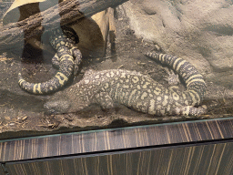 Mexican Beaded Lizards at the Reptile House at the Antwerp Zoo