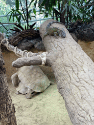 Tortoises and Iguana at the Reptile House at the Antwerp Zoo
