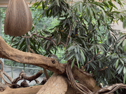 Birds at the Reptile House at the Antwerp Zoo