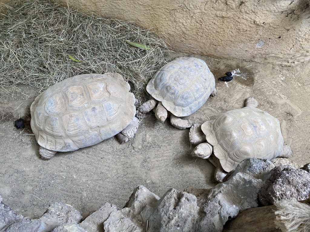 Tortoises at the Reptile House at the Antwerp Zoo