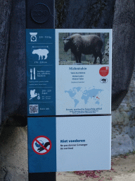 Explanation on the Mishmi Takin at the Antwerp Zoo