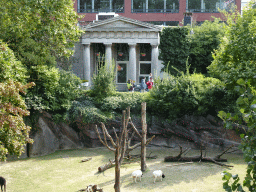 Blackhead Persian sheep and the front of the Reptile House at the Antwerp Zoo, viewed from the upper walkway