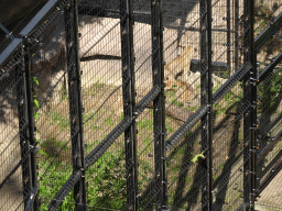 Mother and Baby Lions at the Antwerp Zoo, viewed from the upper walkway