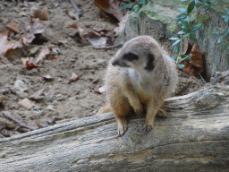 Meerkat at the Antwerp Zoo