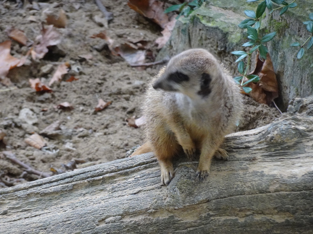 Meerkat at the Antwerp Zoo