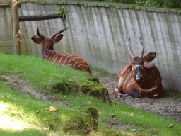 Eastern Bongos at the Antwerp Zoo