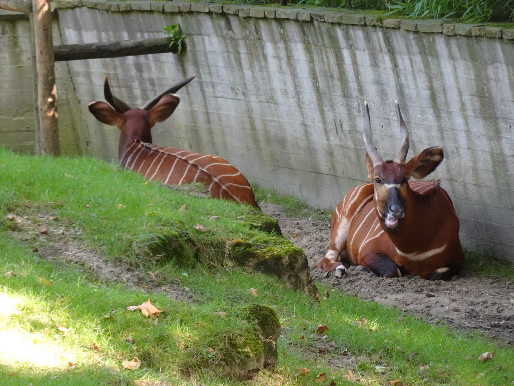 Eastern Bongos at the Antwerp Zoo