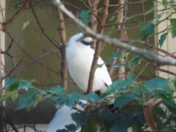 Bali Myna at the Antwerp Zoo